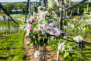  blossoming of apple trees in the park Cappelaue Öhringen